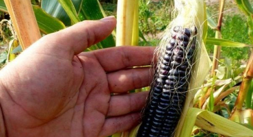 Výhody a poškození černé kukuřice, její vlastnosti a příprava léčivých vývarů